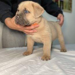 Boy 4 - Fawn Cane Corso puppy in California from Capital Corsos