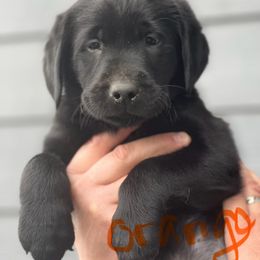 Labrador Retriever Puppies from jamies labradors