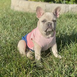 French Bulldog Puppies from Bourbon Country Bullies