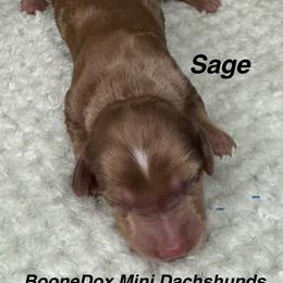 Sage - Dapple male Dachshund puppy in Lexington, Oklahoma from BooneDox Miniature Dachshunds
