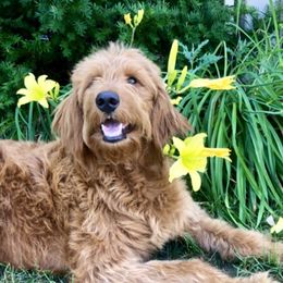 Layla - Goldendoodle