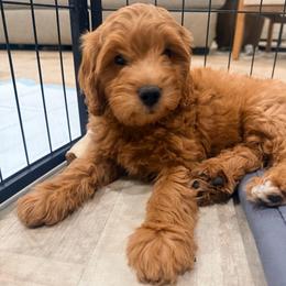 Pink tiny - Apricot female Goldendoodle puppy in Mesa, Arizona from Tails and Trails Doodles