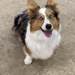 American Corgi, Miniature Australian Shepherd, and Pembroke Welsh Corgi Puppies from Rafter C Aussies & Corgis