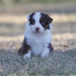 Pumpkin - Red tri-color female Miniature American Shepherd puppy in Stephenville, Texas from Diamond H Aussies