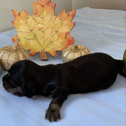 Elmo - Black and cream male Dachshund puppy in Great Falls, Montana from Dawn's designerDachshunds