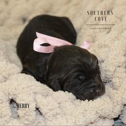 Merry - Chocolate female Australian Labradoodle puppy in Winter Haven, Florida from Southern Cove Labradoodles