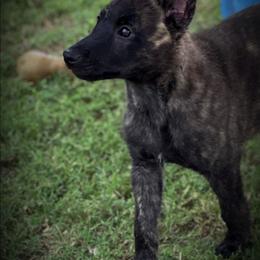 Pink collar - Black brindle female Dutch Shepherd puppy in Howey In The Hills, Florida from MAC K9 Dutch Shepherds