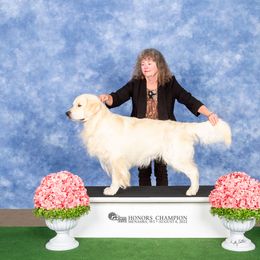 Firelight - Golden Retriever