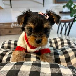 Lula - Blue and gold female Yorkshire Terrier puppy in Yuma, Arizona from Yuma Yorkie