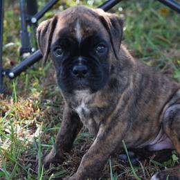 Patty - Brindle male Boxer puppy in Humboldt, Nebraska from Keims Royal Boxers