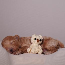 Linen (White Collar) - Apricot male Poodle puppy in Las Vegas, Nevada from Plush Toy Poodle Puppies & Pals
