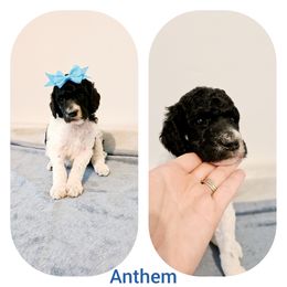 Poodle Puppies from Paw Print Poodles