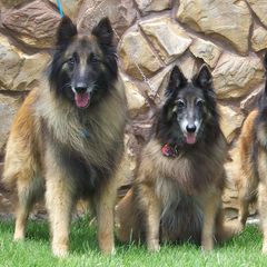 Belgian Tervuren from Darboshea Tervuren