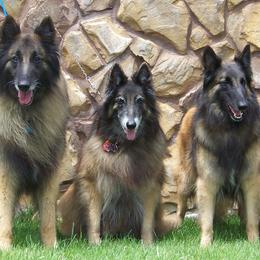 Belgian Tervuren from Darboshea Tervuren