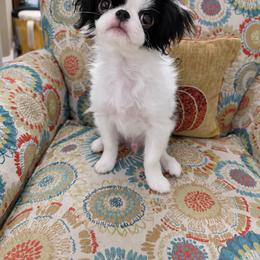 Will - Black and white male Japanese Chin puppy in Durant, Oklahoma from Chin of Touché