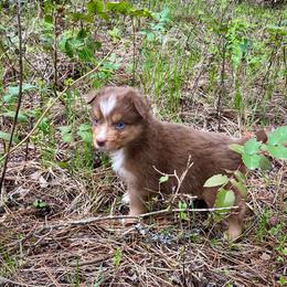 Topaz - Red tri male Miniature Australian Shepherd puppy in Priest River, Washington from Offgrid Aussies