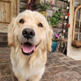 Kiss - Golden Retriever