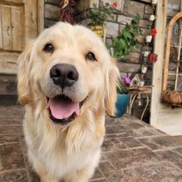 Kiss - Golden Retriever