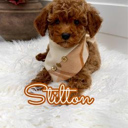 Stilton - Red  male Goldendoodle puppy in Buford, Georgia from Petite Posh Puppies