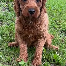 Ria - Cavapoo