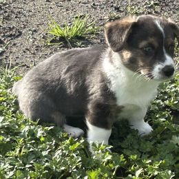 American Corgi Puppies from Patriot American Corgi