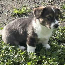 American Corgi Puppies from Patriot American Corgi