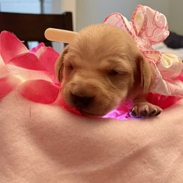 Dachshund Puppies from Mimi’s Doxies