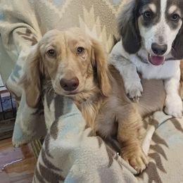 Chester - Dachshund