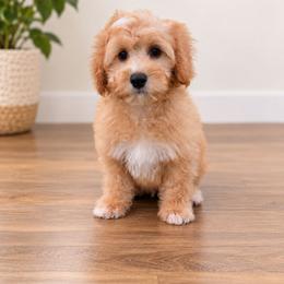 P a u l (Mc C a r t n e y) - Apricot male Cavapoo puppy in Bullard, Texas from Cavapoochon Central LLC