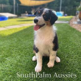 Ash - Black tri-color female Australian Shepherd puppy in Lowell, Indiana from Bearfoot Aussies and Tollers