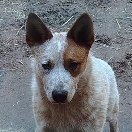 FullMoon's Elegant Weapon aka Saber - Red speckled male Australian Cattle Dog puppy in Rogue River, Oregon from FullMoon Cattle Dogs