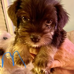 Miniature Schnauzer Puppies from Miniature Schnauzer Puppies of DFW