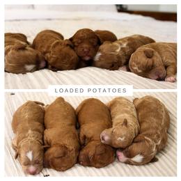 Goldendoodle Puppies from GAMMIE’S DOODLES