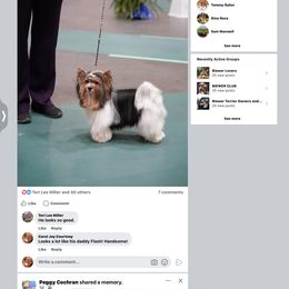 Biewer Terrier Puppies from Little Gems Biewer Terriers