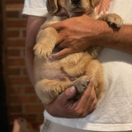 Golden Retriever Puppies from Star City Goldens