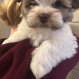 Coral - Cream female Havanese puppy in Ada, Michigan from ForestHillsHavanese