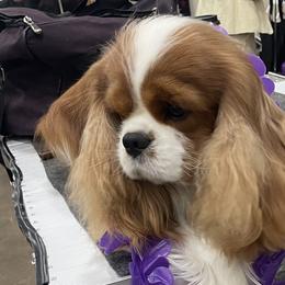 Cavalier King Charles Spaniels from Nococavaliers