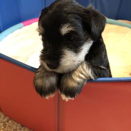Miniature Schnauzer and Poodle Puppies from Bits & Bytes Farm
