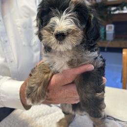 Cracker - Merle female Bernedoodle puppy in Cody, Wyoming from Yellowstone Breeders