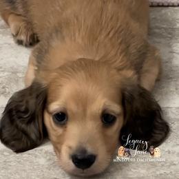 Dachshund Puppies from Legacy Lane Dachshunds