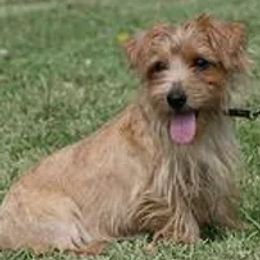 Norfolk Terriers from New Venture Farm