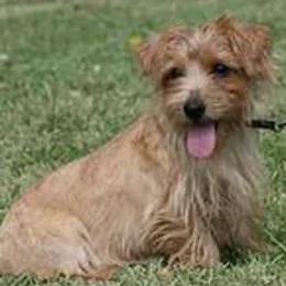 Norfolk Terriers from New Venture Farm