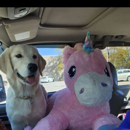 Nala - Golden Retriever