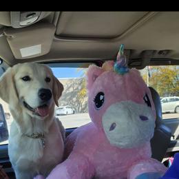 Nala - Golden Retriever