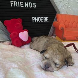 Phoebe ( burgundy ) - Merle female Schnoodle puppy in Novinger, Missouri from Stormi Sky Schnoodles