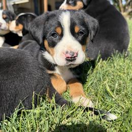 Grey boy - Black, white and red male Greater Swiss Mountain Dog puppy in Woodland, Washington from Woodland Swissie’s