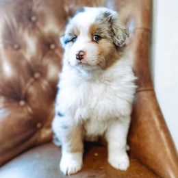 Australian Shepherds from Drayton Australian Shepherds