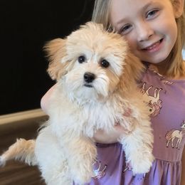 Cavapoos and Cavapoochons from Cavapoochon Central