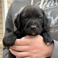 Aussiedoodle and Leopardoodle Puppies from A Puppy Crush