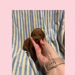 Rojo - Red male Irish Doodle puppy in Harrisburg, Arkansas from Ransone’s Ridge Runners Poodles and Doodles